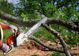 How Our Tree Care Process Works  in  Geneva, IN